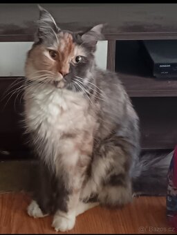 Koťata mainská mívalý - 15