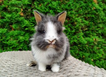Zakrslý králík, králíček -(lvíček)-TIMMY - 15