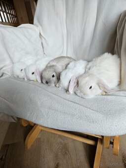 Zakrslý králík - 15