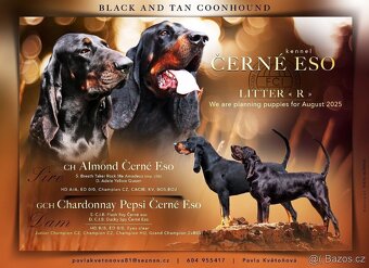 Coonhound Black and Tan/ Americký mývalí pes - 15