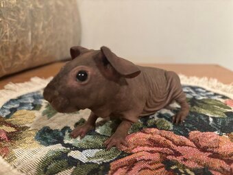 Samečci skinny morčátek - 15