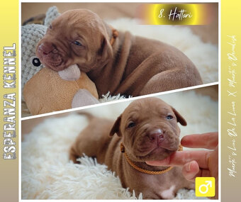 Americký pitbull teriér štěňata s PP - 15