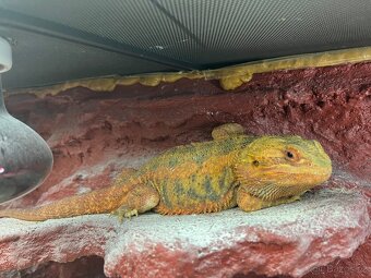 Prodám agamu+ všechny vybaveni. Rychlá koupe sleva 500 a vic - 15