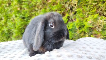 Zakrslý beránek, králíček, králík - PIPER - 15