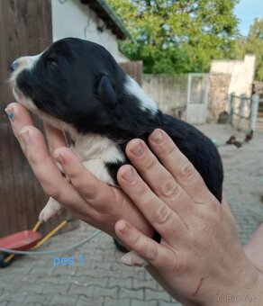Štěňátka border kolie - 15