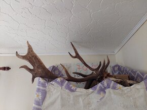 Vypreparovaná zvířata a parohy. - 15