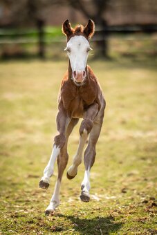 Připouštění APH - 15