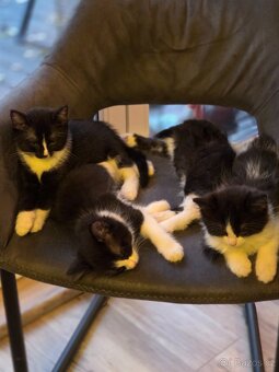 Daruji Ragdoll koťátka - kříženec - 15