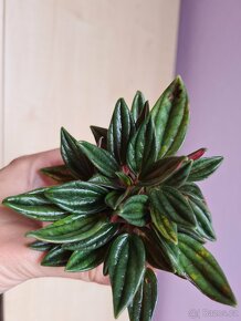 Alocasia, philodendron, syngonium, monstera a další - 15
