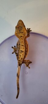 AKCE HALLOWEEN Pagekon řasnatý Correlophus cilliatus - 15