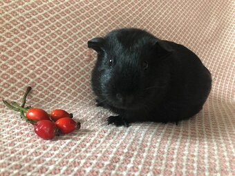 Morče - morčátko - 15