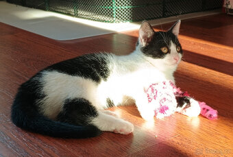 Koťata, kotě, jen do dobrých rukou - 15