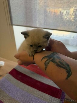 Britská koťata - 15