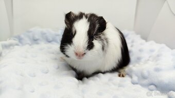 Morče, Morčata, Morčátko, Morčátka - BETTY - 15