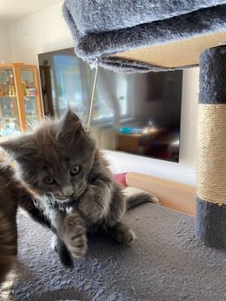 Čistokrevné mainské mývalí koťátko - blue smoked - holčička - 15