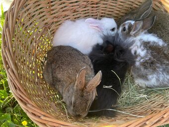 Zakrslí králíčci - 15