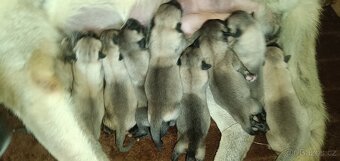 Kangalský pastevecký pes- štěňátka s pp - 15