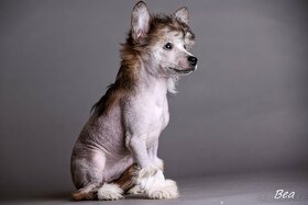 Čínsky chocholatý pes - šteniatka - 15