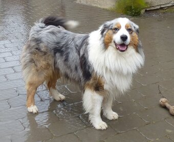 Australský ovčák štěňátka s PP - 15