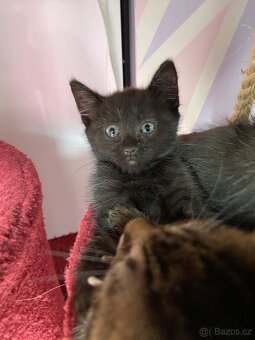 Mainská mývalí - 15