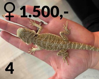 Agama vousatá  - mláďata, vlastní chov - 15
