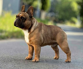 TOP francouzský buldoček s PP FCI - 15