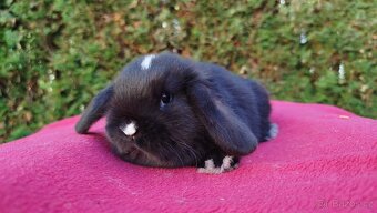 Zakrslý beránek, králíček, králík - DENIS - 15