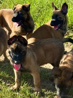 BELGICKÝ OVČÁK MALINOIS - 15