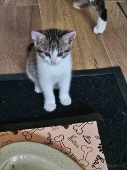 Koťata zdarma - 15