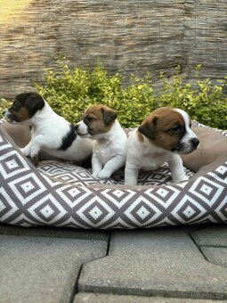 Jack Russell teriéra - 15