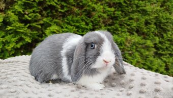 Zakrslý beránek, králíček, králík-HENRY - 15