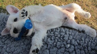 Knírač malý bílý s PP - CHS Švarcava - 15