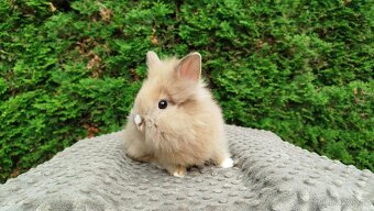 Zakrslý králík, králíček -(lvíček)-TESSIE - 15