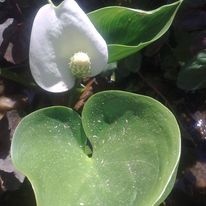 lotosy  lekníny vodní rostliny rákos řezan zblochan ostřice - 15