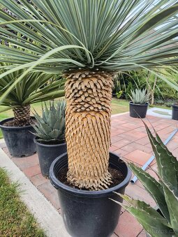 Sabal brazoriensis yucca juka - 15