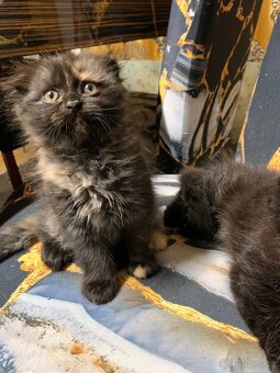 Britská koťátka - 15