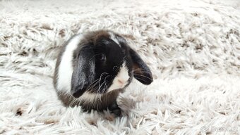 Zakrslý beránek, králíček, králík - 15