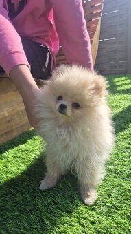 Pomeranian Creme - čistokrevný kluk - 15