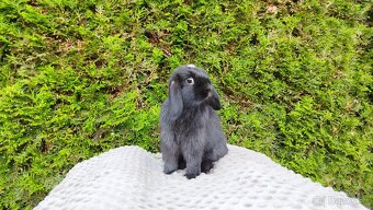 Zakrslý beránek, králíček, králík - ELLA - 15