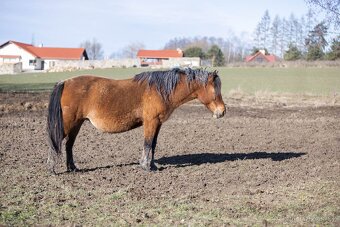 Huculská klisna, hucul, rekreace, vyjížďky, hipoterapie. - 15