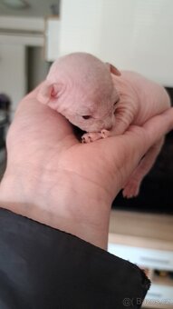 Koťe Sphynx - 15