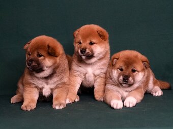 Shiba-Inu s PP FCI - 15