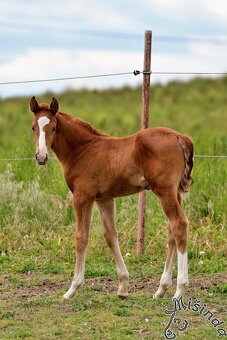 LETOŠNÍ HŘEBEC K ZAMLUVENÍ - 15