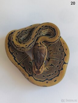 Krajta královská / Python regius - 15