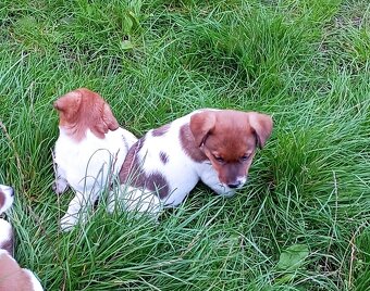 Jack russell terier krásná fenečka na odběr - 15