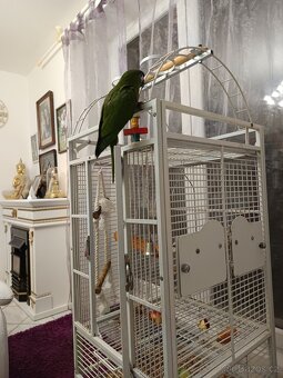 Ara nobilis ručně dokrmena - 15