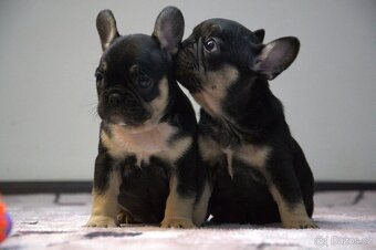 Francouzský buldoček - 15