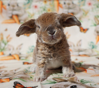 Zakrslí beránci rex . - 15