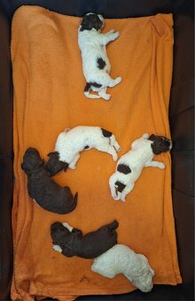 Lagotto romagnolo s PP ( italský vodní pes ) - 15