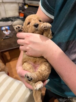 Goldendoodle - 15